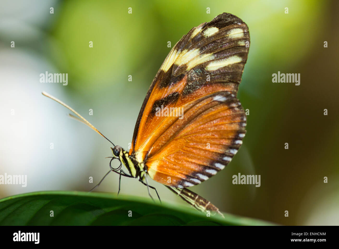 Tiger Longwing oder Golden Aigeus (Heliconius Aigeus) in das Schmetterlingshaus auf der Insel Mainau, Baden-Württemberg, Deutschland Stockfoto