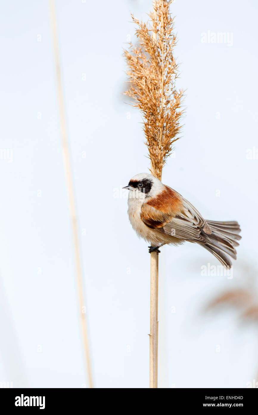 Eurasische Beutelmeise (Remiz Pendulinus) Tit, Männlich gehockt Reed Stamm, mittlere Elbe, Sachsen-Anhalt, Deutschland Stockfoto