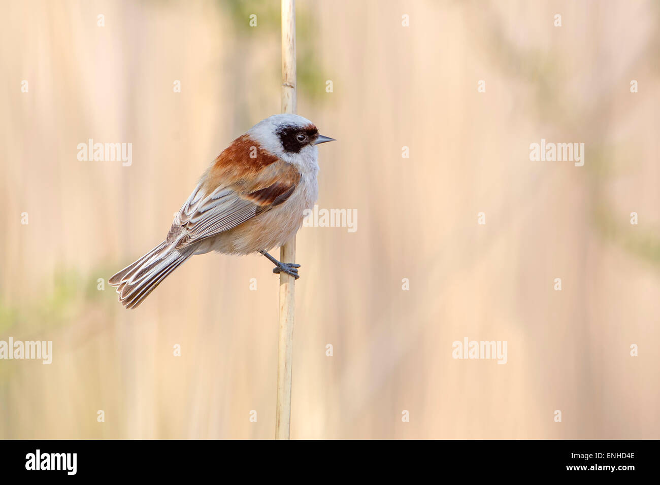 Tit eurasischen Beutelmeise (Remiz Pendulinus), thront männlich auf Stamm, mittlere Elbe, Sachsen-Anhalt, Deutschland Stockfoto