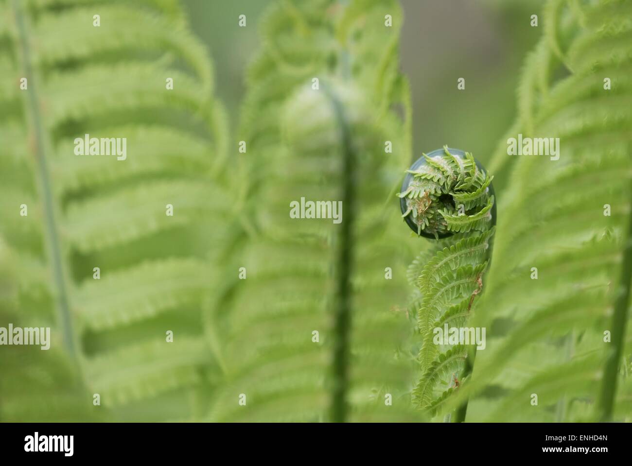 Wurmfarn (Dryopteris Filix-Mas), Hessen, Deutschland Stockfoto