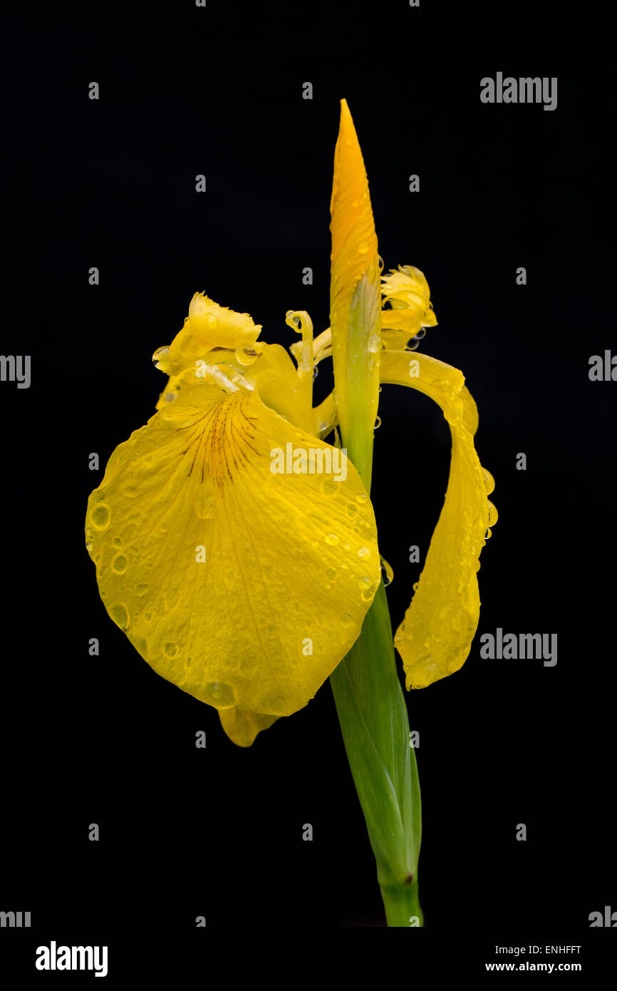 gelbe Iris Iris Pseudacorus mit etwas Wasser sinkt nach dem Regen auf schwarzem Hintergrund isoliert Stockfoto