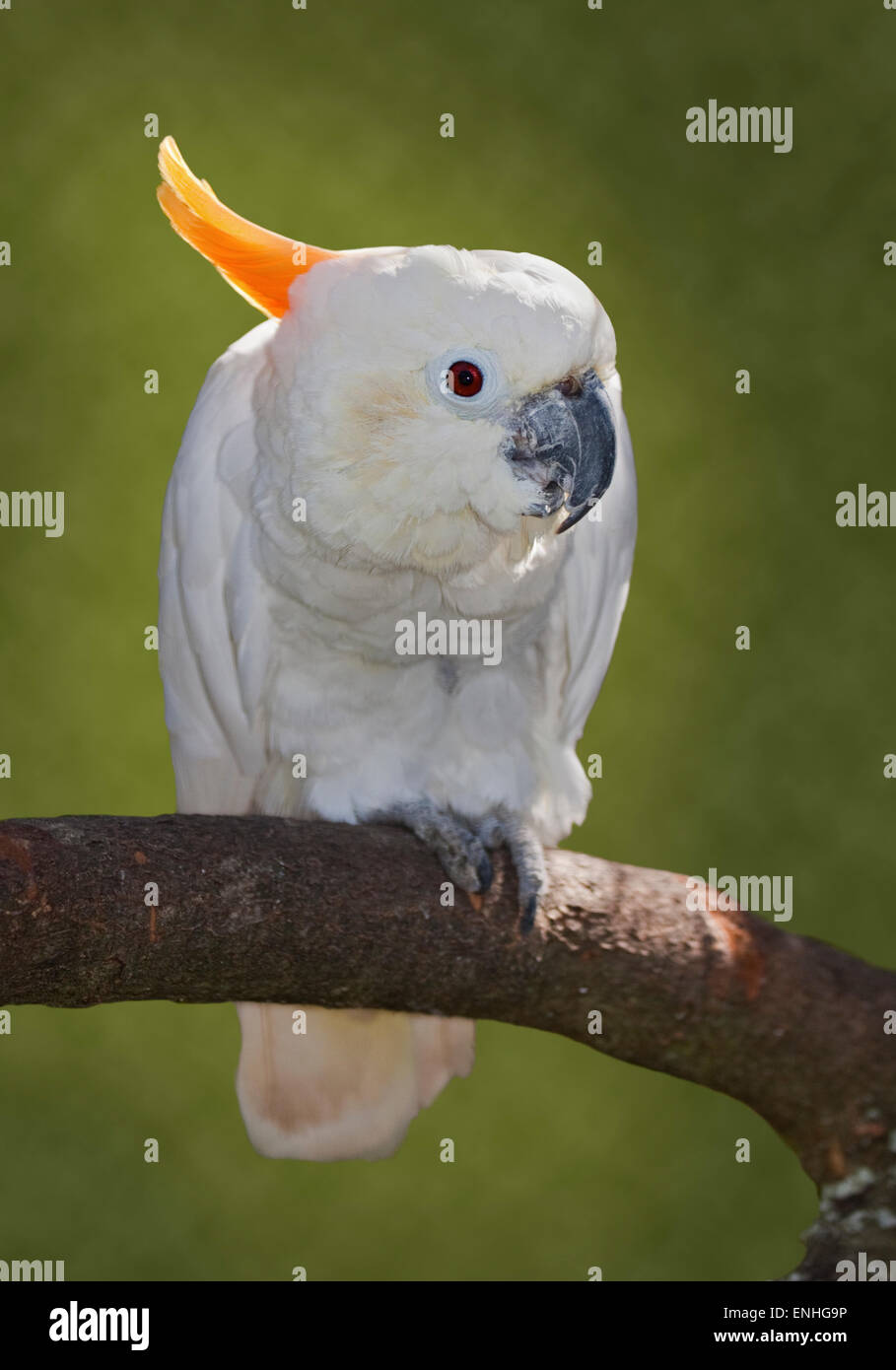 Citron Crested Kakadu (Cacatua Sulphurea Citrinocristata