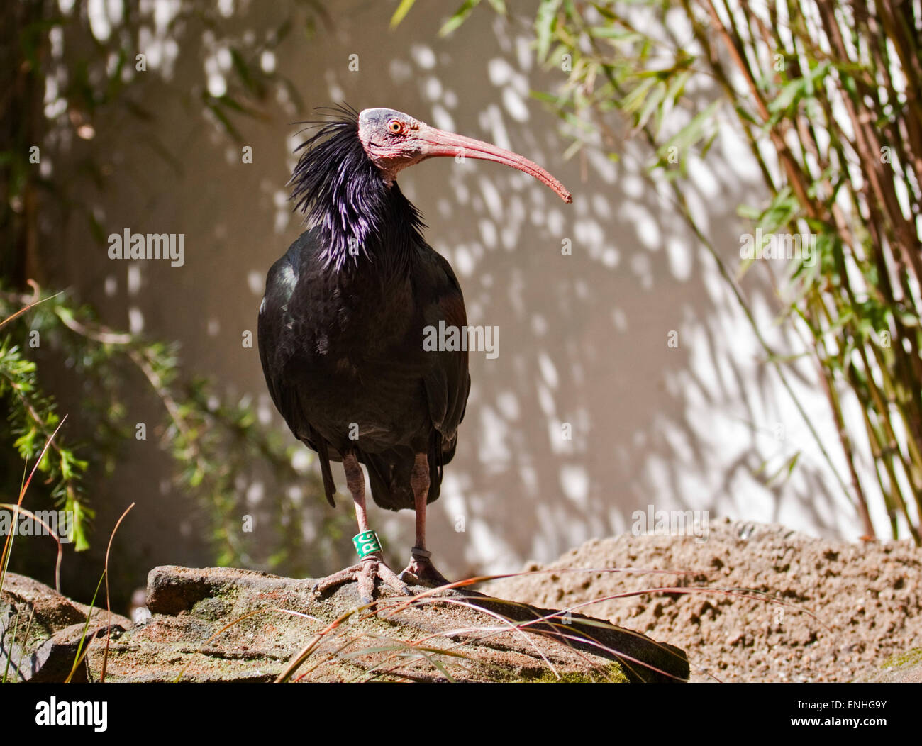 Waldrapp Ibis (Geronticus Eremita) Stockfoto