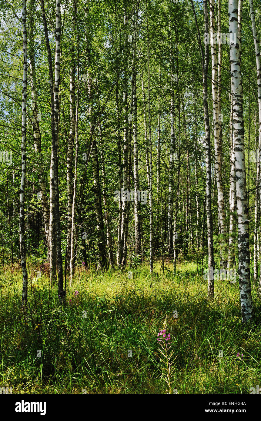 Sommer-Birkenwald. Stockfoto