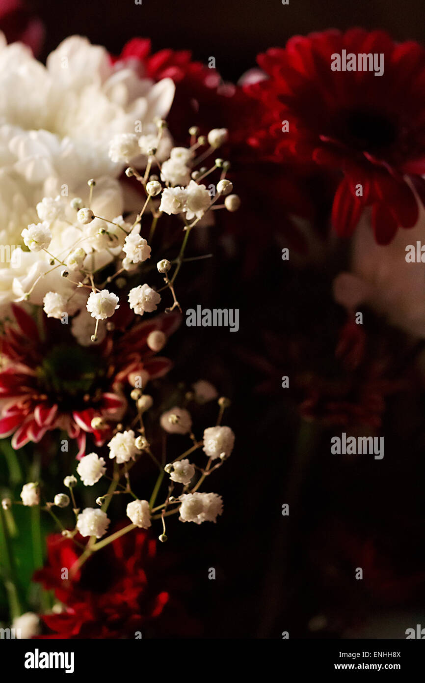 Weißen gegen die rote Stockfoto