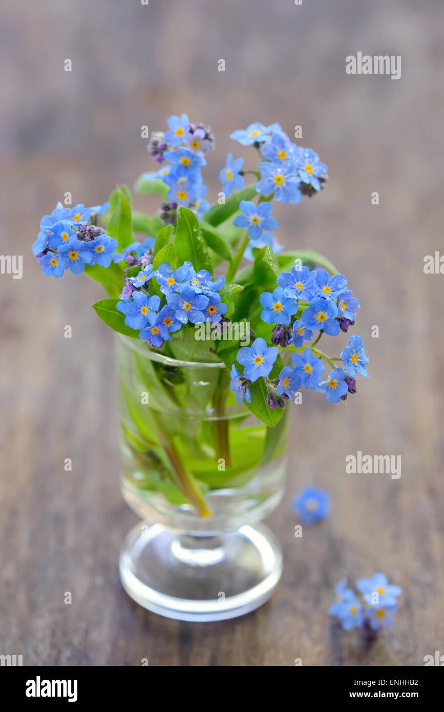Vergissmeinnicht [Myosotis Sylvatica] in vase Stockfoto