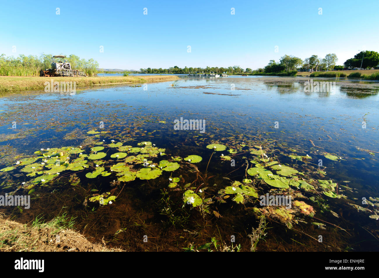 Seerose, Ord River, Kununurra, Westaustralien Stockfoto