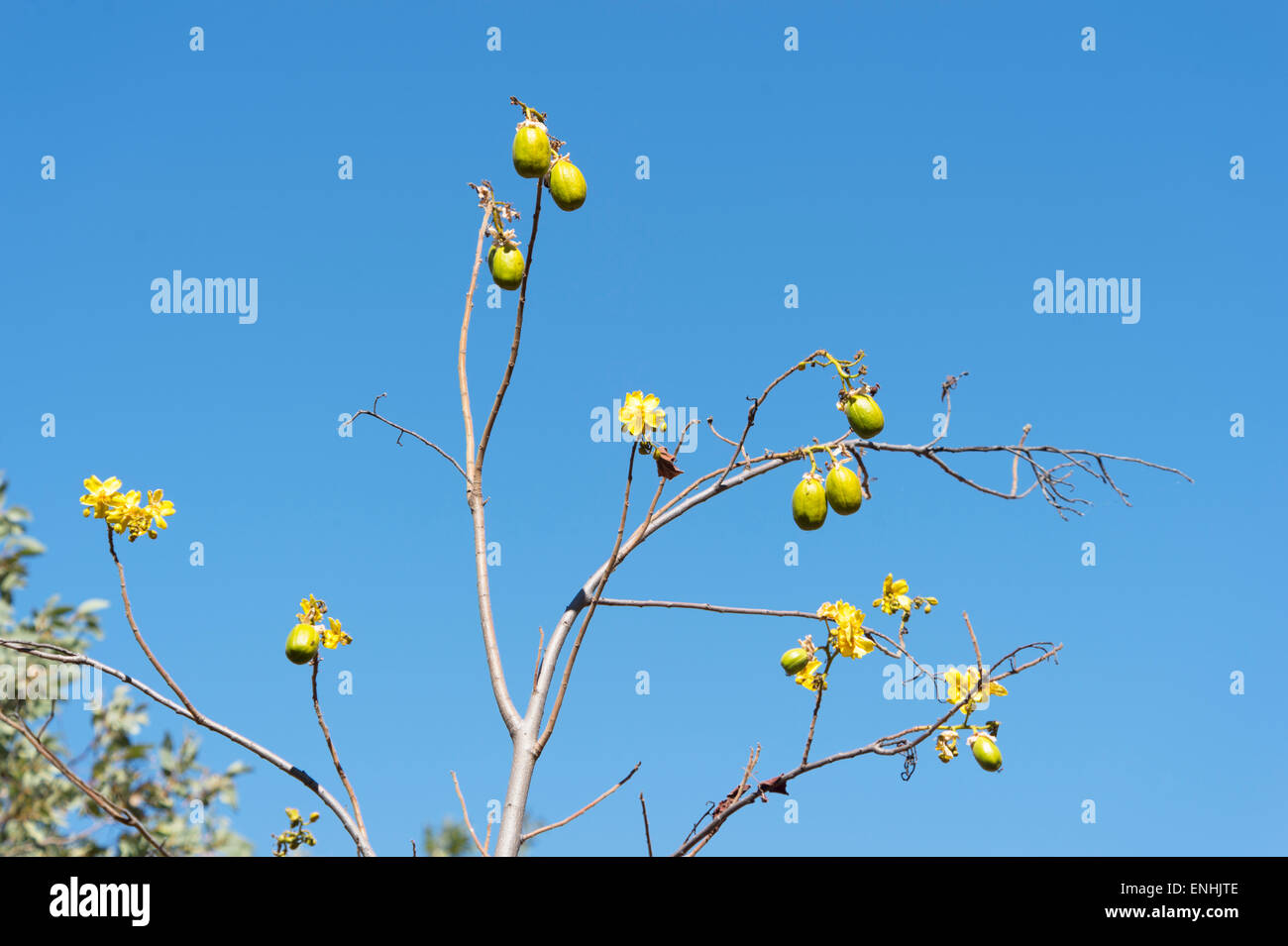 Kapok Baum Blumen (Cochlospermum Fraseri), Kimberley, Western Australia, WA, Australien Stockfoto