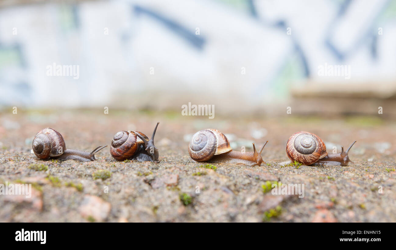 Gruppe von kleinen Schnecken, die in Zukunft Stockfoto