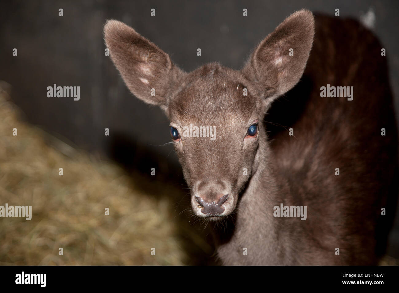 Nahaufnahme von Damwild Fawn Stockfoto