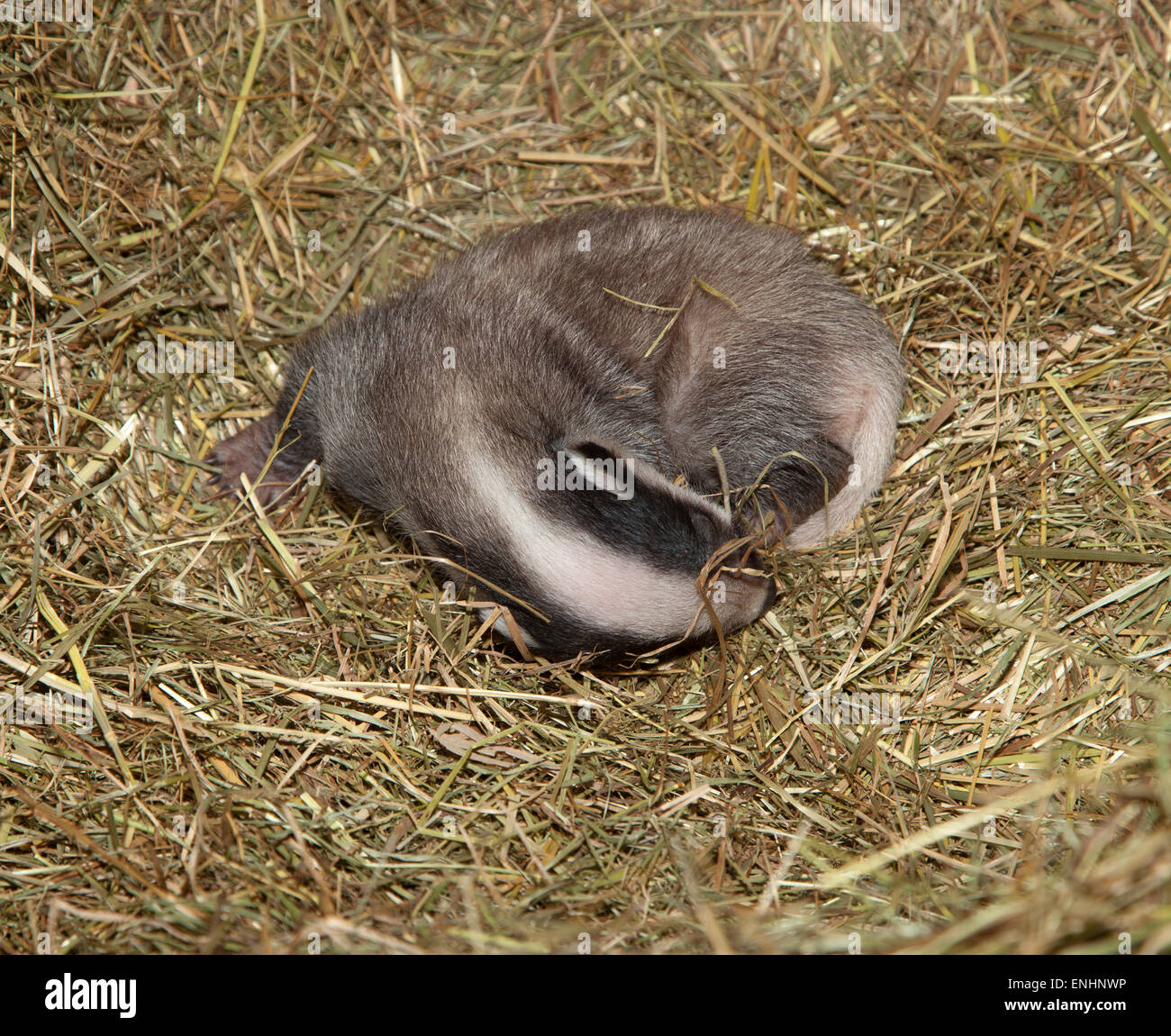 Neugeborenen Dachs Stockfoto