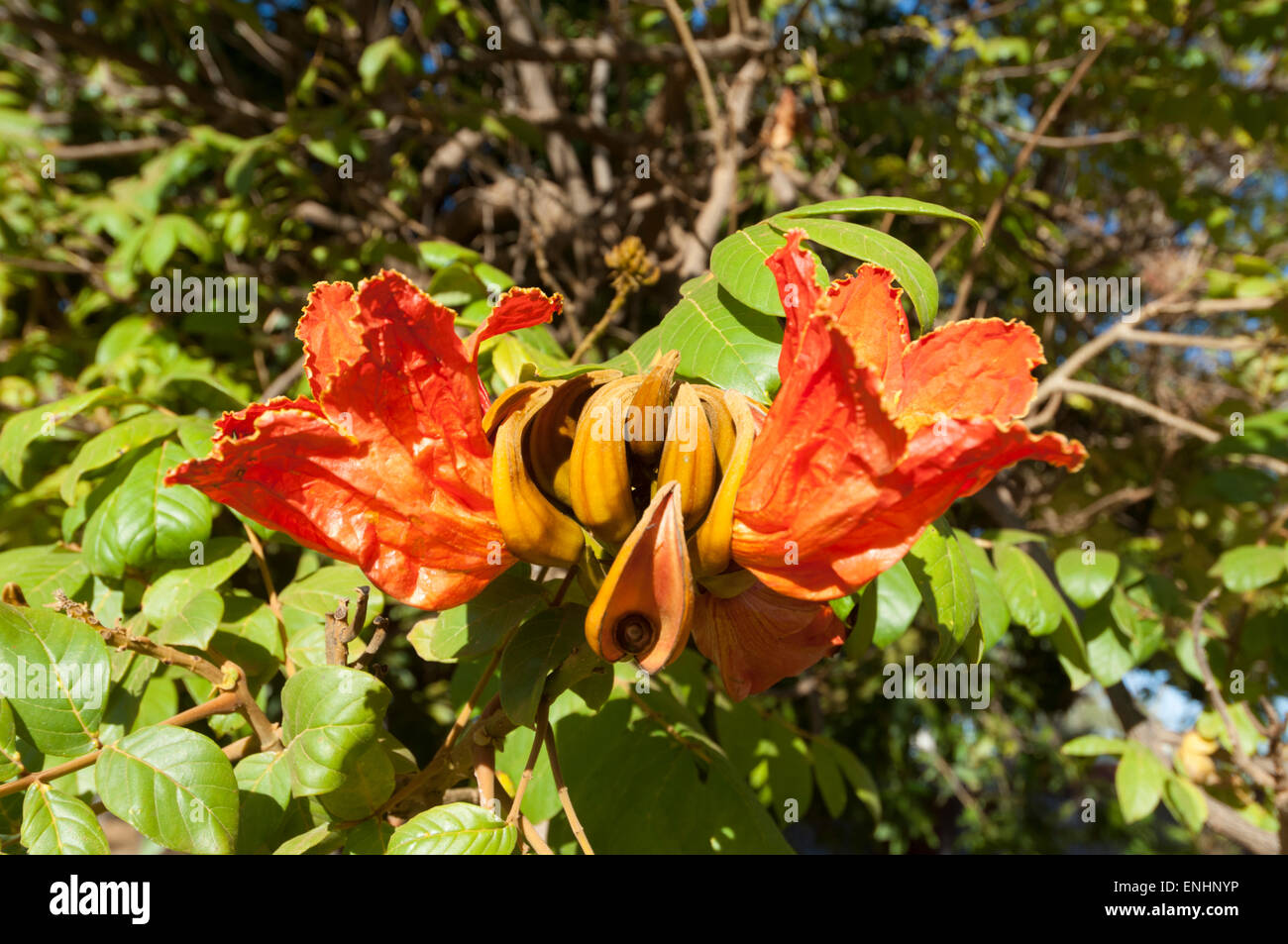 Afrikanischer Tulpenbaum (Spathodea Campanulata), Mount Barnett Roadhouse, Kimberley-Region, Western Australia Stockfoto