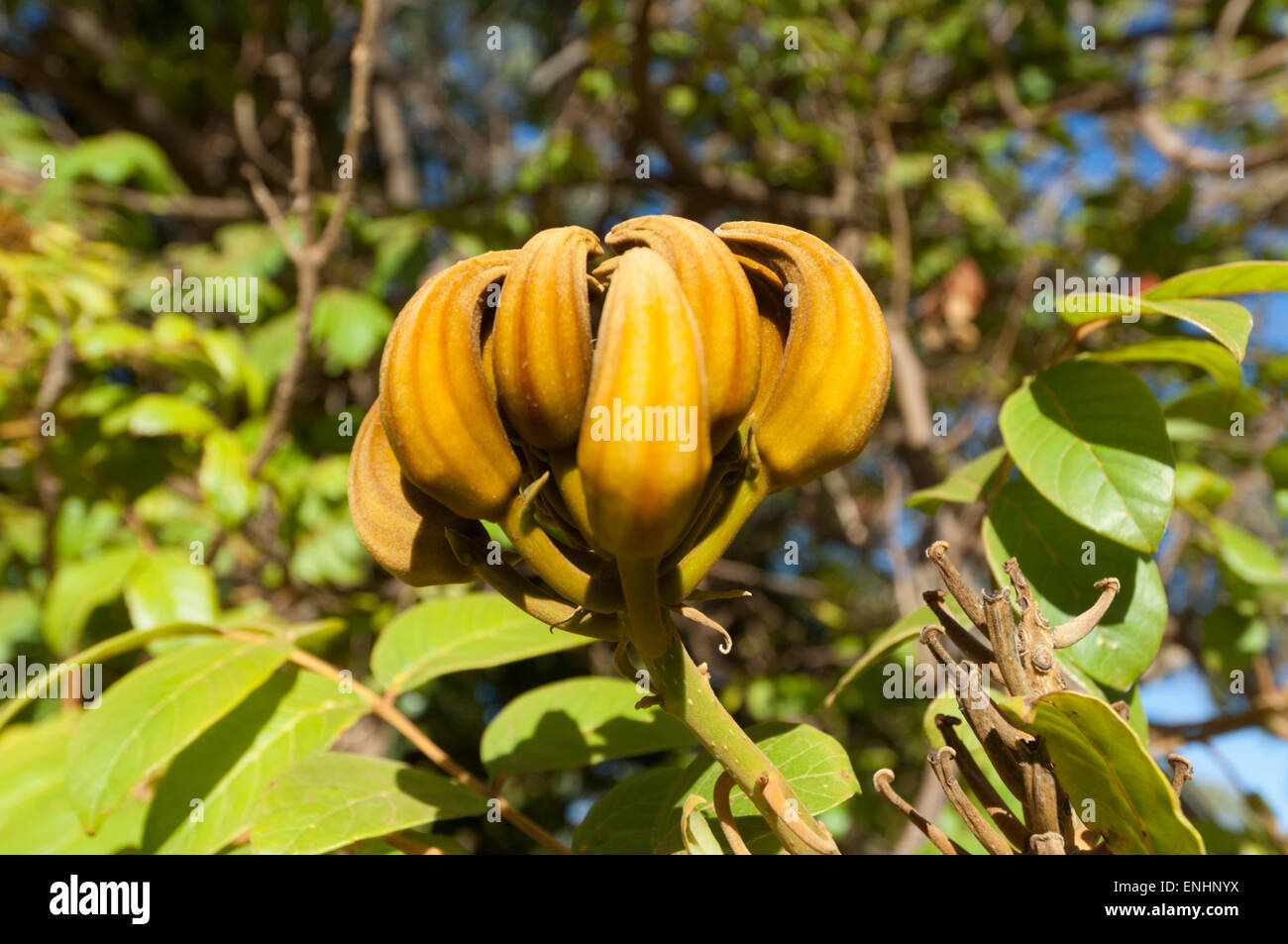 Orange-Pods der afrikanische Tulpenbaum (Spathodea Campanulata), Mount Barnett Roadhouse, Kimberley-Region, Western Australia Stockfoto