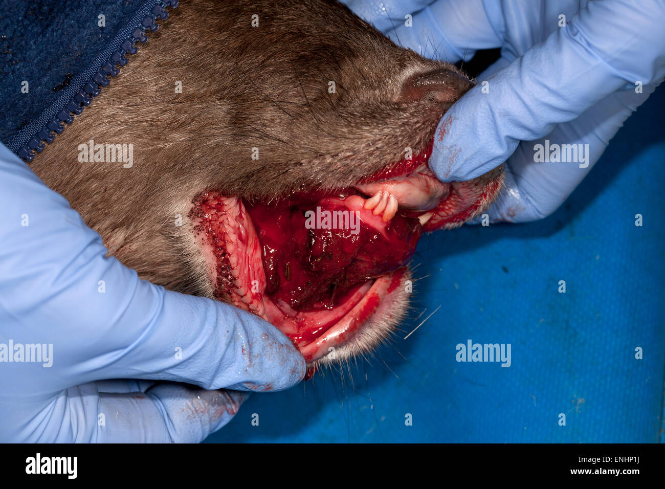 Damhirsch mit Verletzungen in den Mund Stockfoto