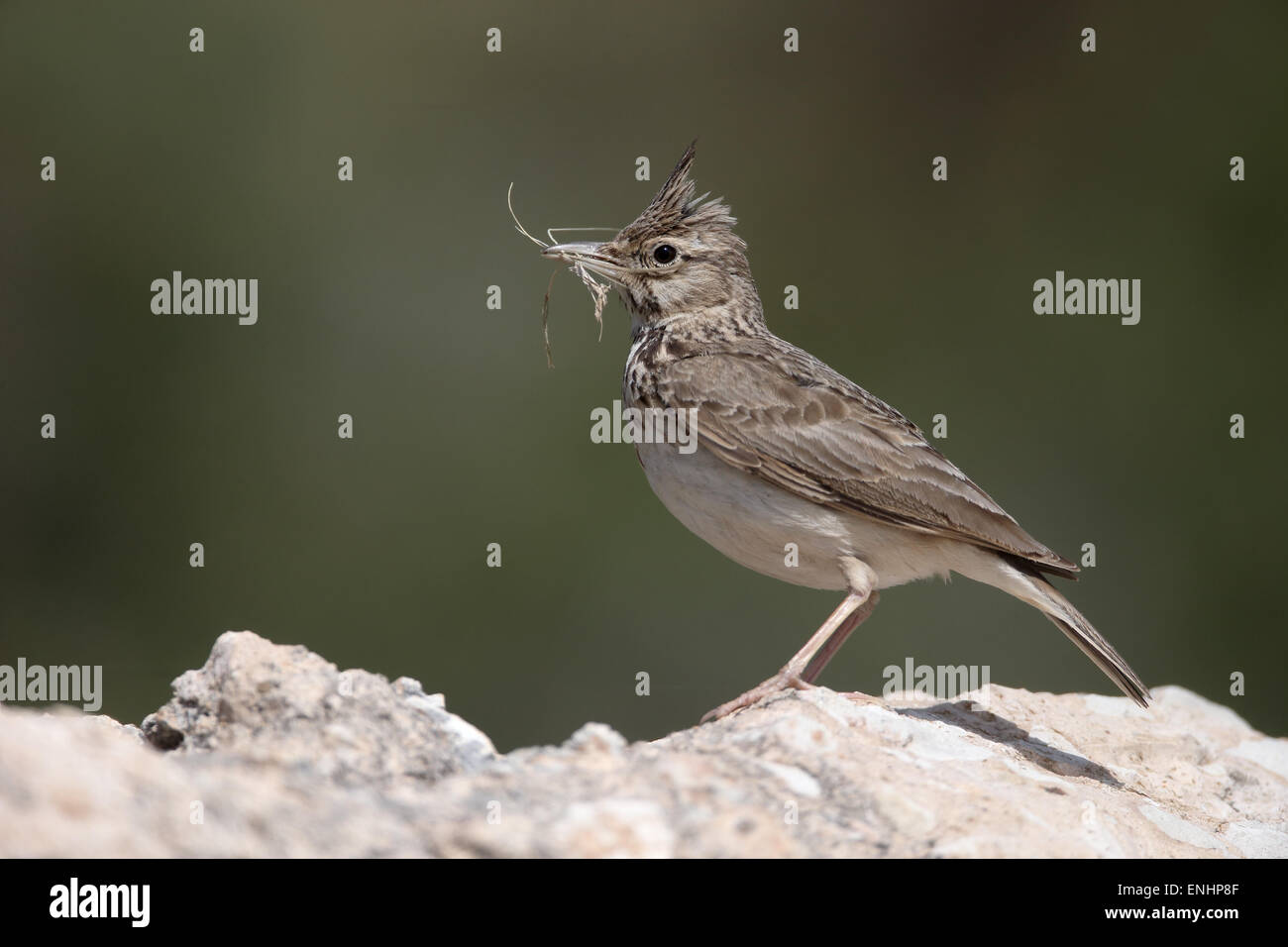 Erklommene Lerche Galerida Cristata, einziger Vogel auf Felsen, Zypern, April 2015 Stockfoto