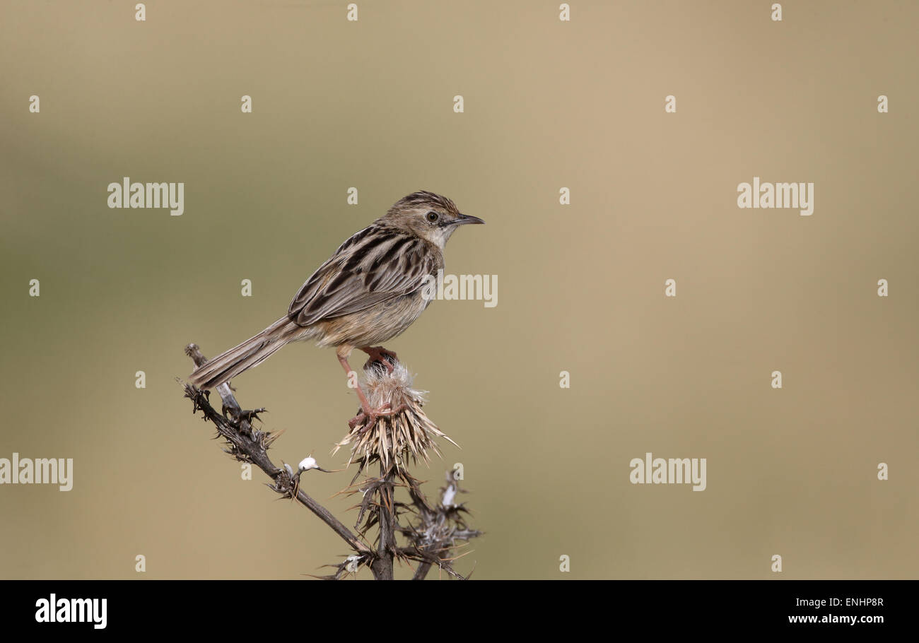 Fan-tailed Warbler oder drolligen Cistensänger, Cistensänger kommt, einziger Vogel auf Barsch, Zypern, April 2015 Stockfoto