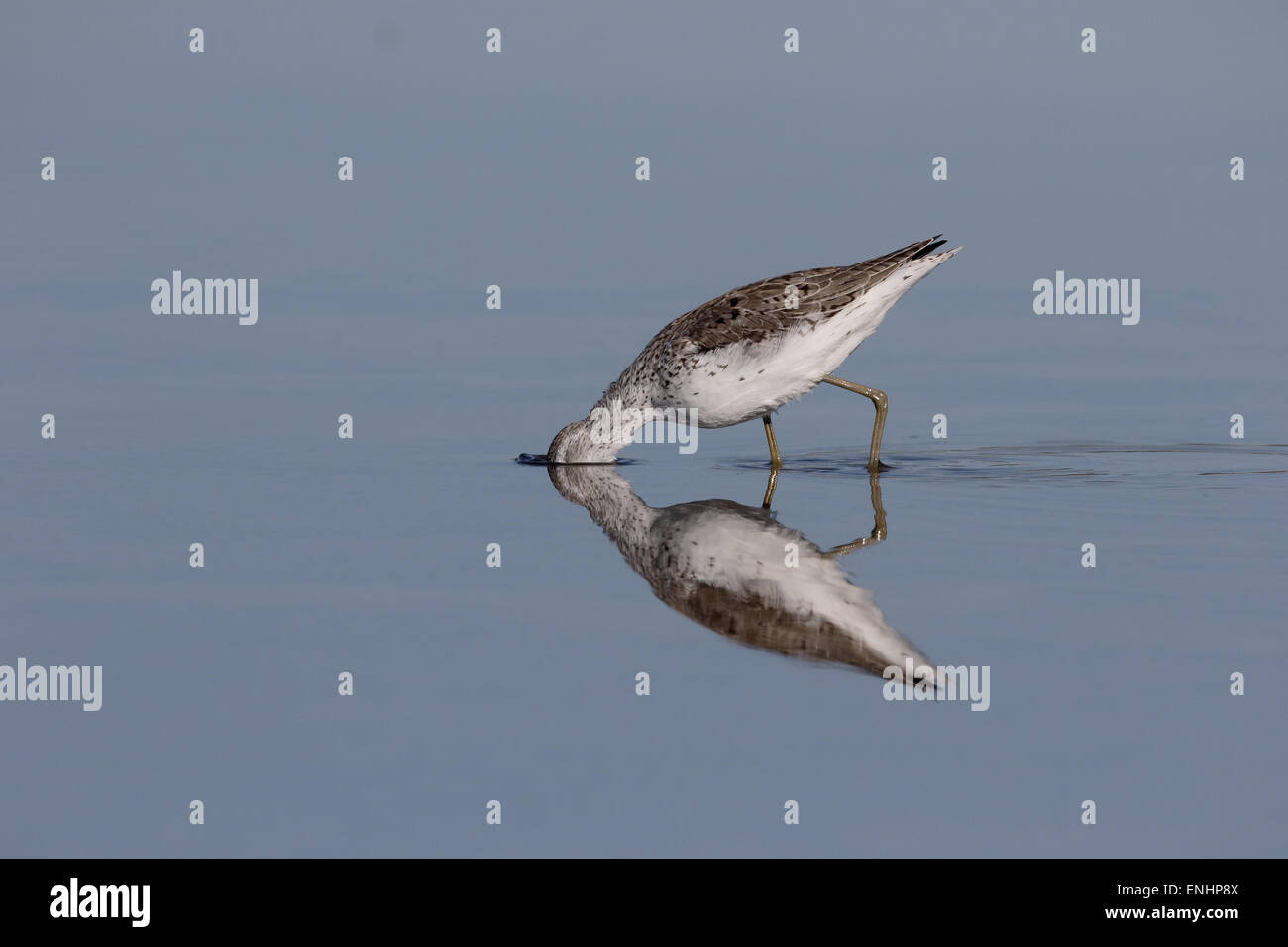 Grünschenkel Tringa Nebularia, einziger Vogel im Wasser, Zypern, April 2015 Stockfoto