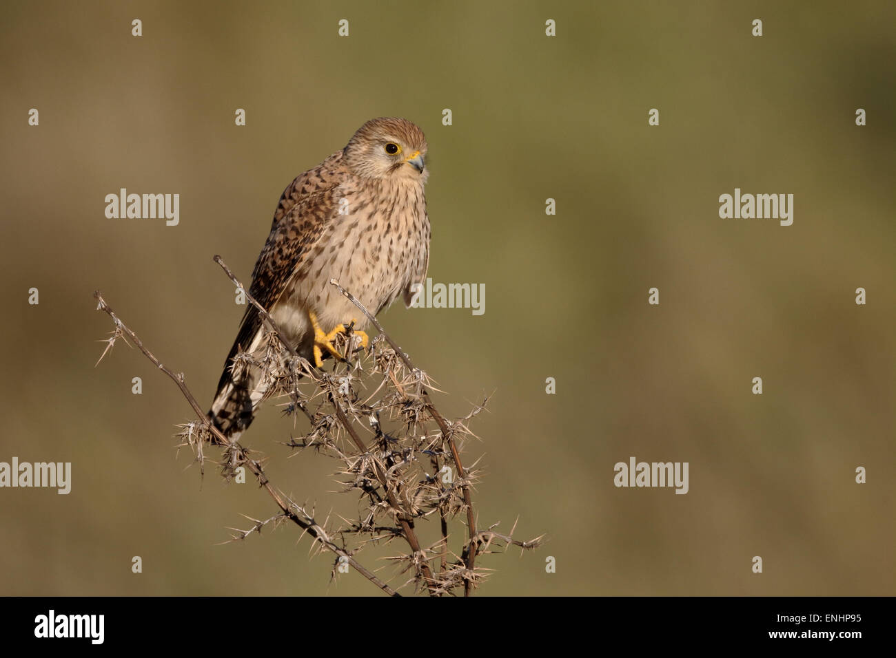 Lesser Kestrel, Falco Naumanni, alleinstehende Frau auf Ast, Zypern, April 2015 Stockfoto