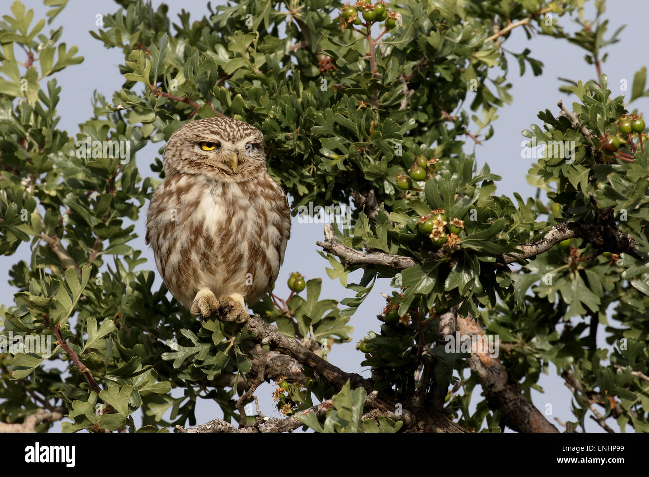 Steinkauz, Athene Noctua, einziger Vogel in Barsch, Zypern, April 2015 Stockfoto