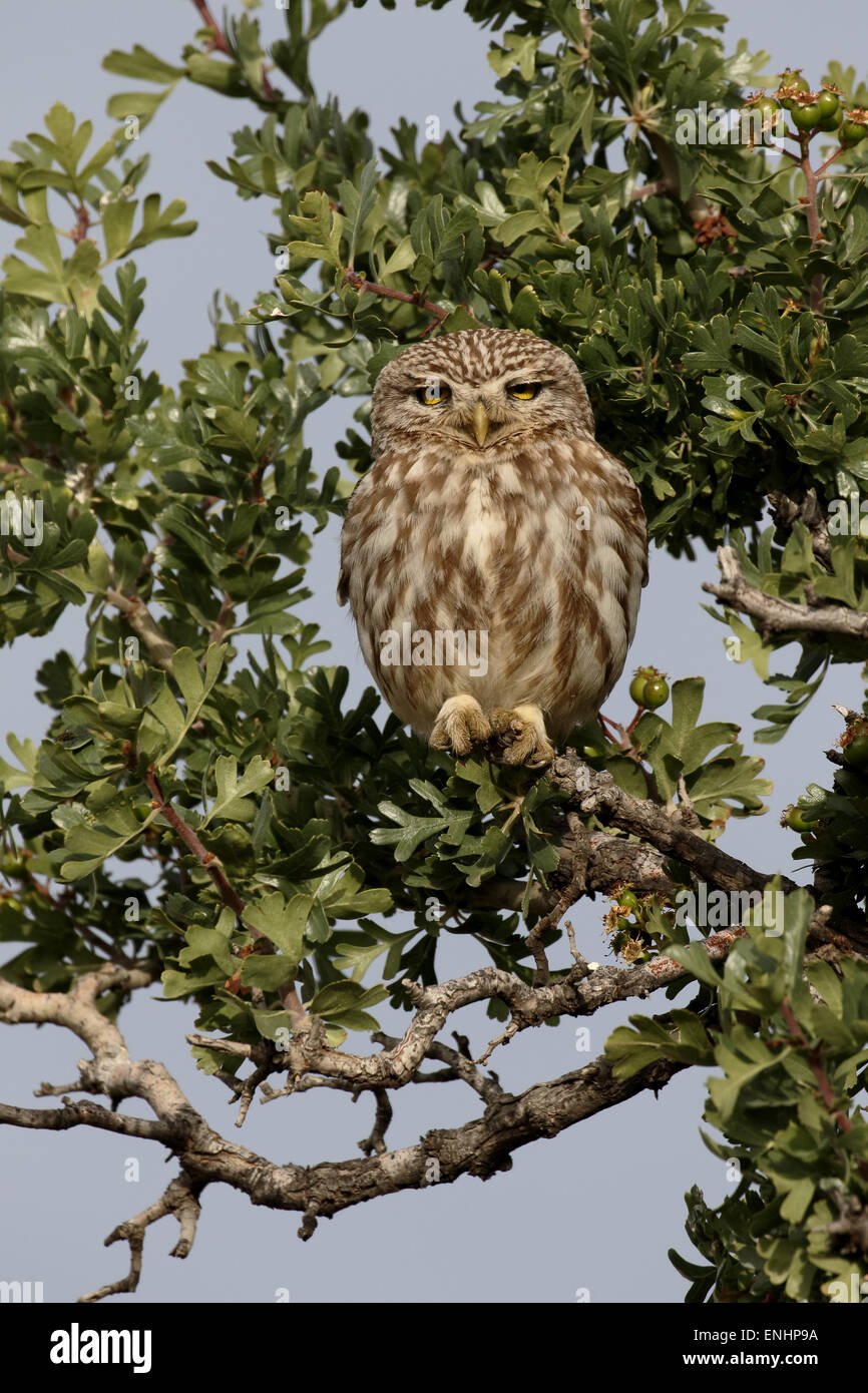 Steinkauz, Athene Noctua, einziger Vogel in Barsch, Zypern, April 2015 Stockfoto