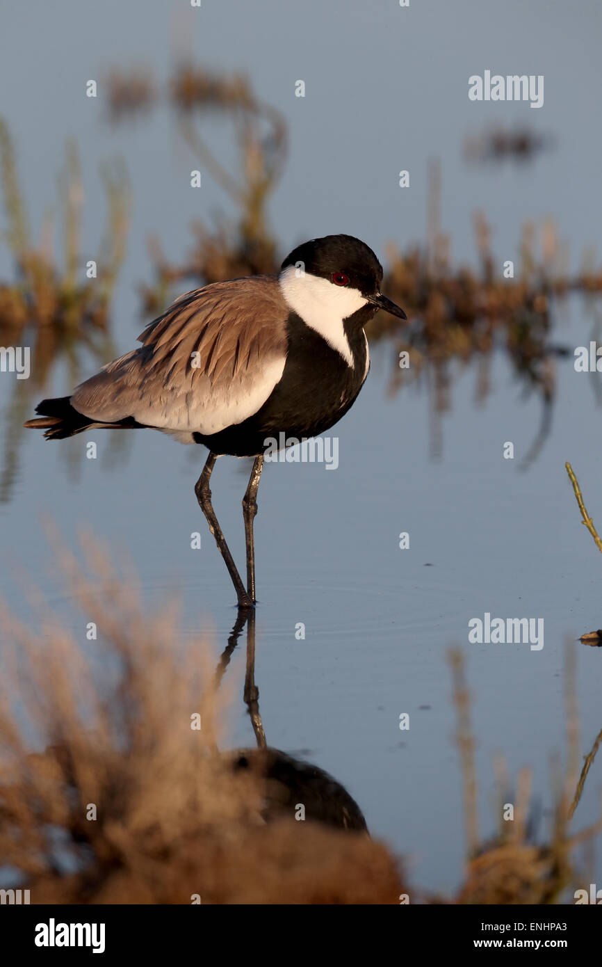 Sporn-winged Plover oder Kiebitz, Vanellus Spinosus, einziger Vogel im Wasser, Zypern, April 2015 Stockfoto