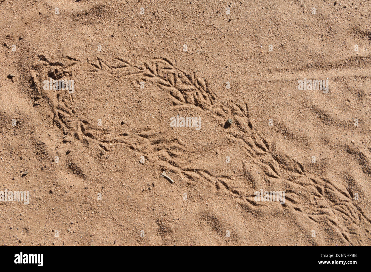 Vogel-Fußspuren im Sand, Kimberley-Region, Western Australia, WA, Australien Stockfoto