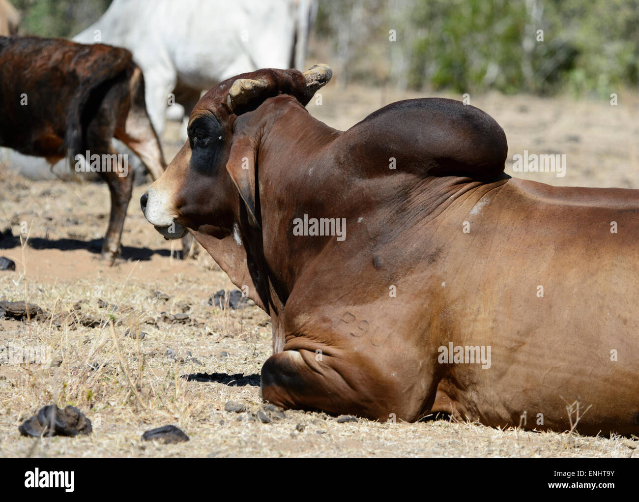 Brahman Rinder, Charnley Flussbahnhof, Kimberley, Western Australia, WA, Australien Stockfoto