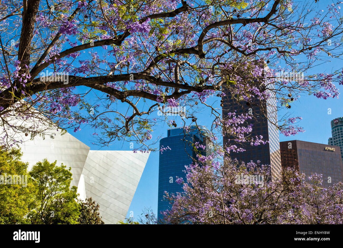 USA, California, Los Angeles, Innenstadt, ein blühender Baum Stockfoto