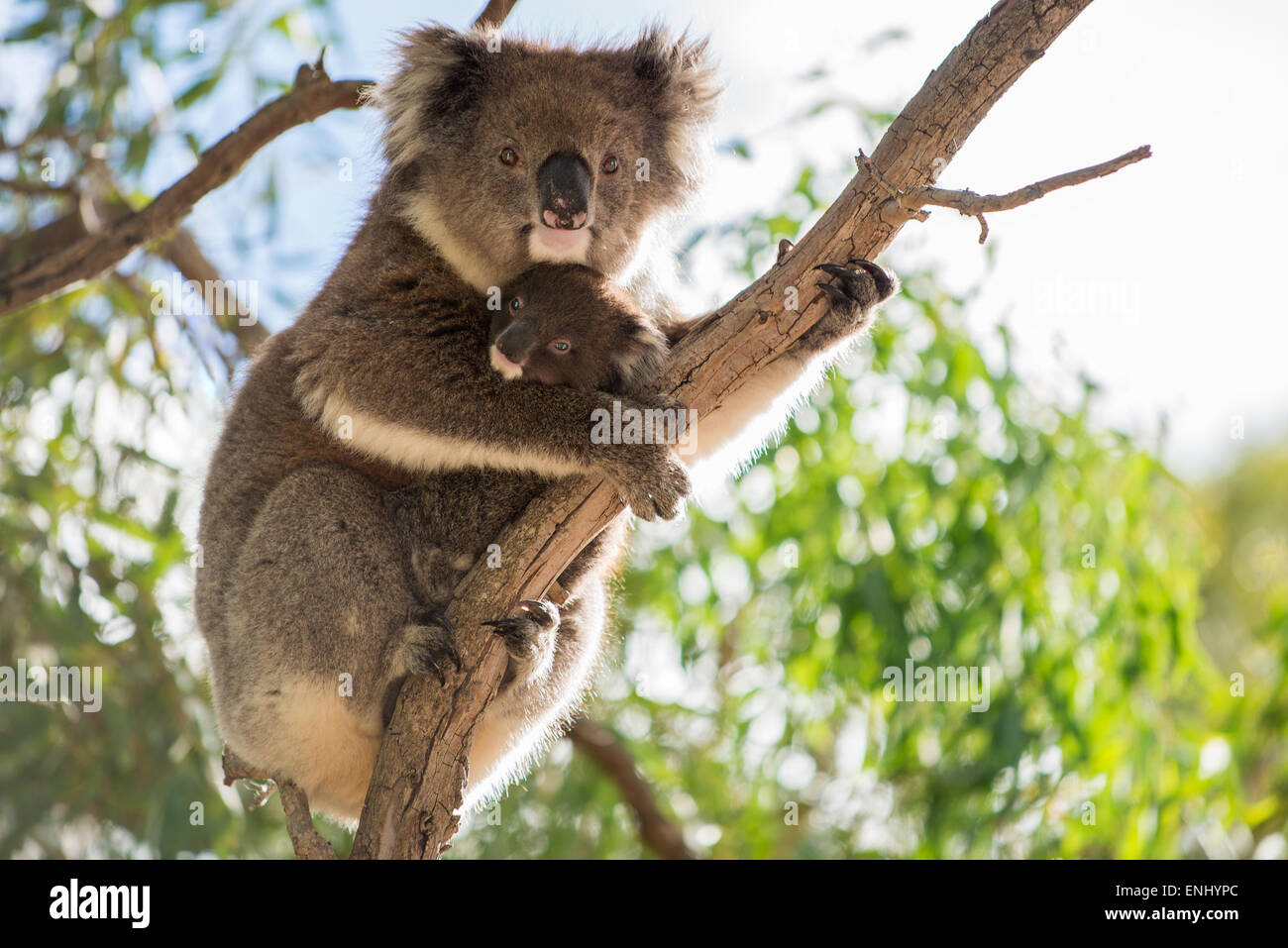 Koala Baby Bär sitzt auf dem Rücken der Mutter koala Stockfoto
