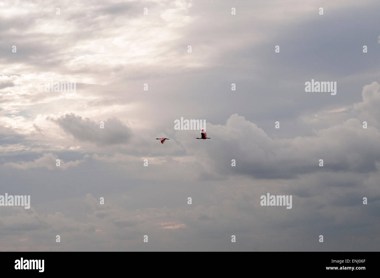 Roseatte Löffler fliegen in den Himmel von Louisiana. Stockfoto