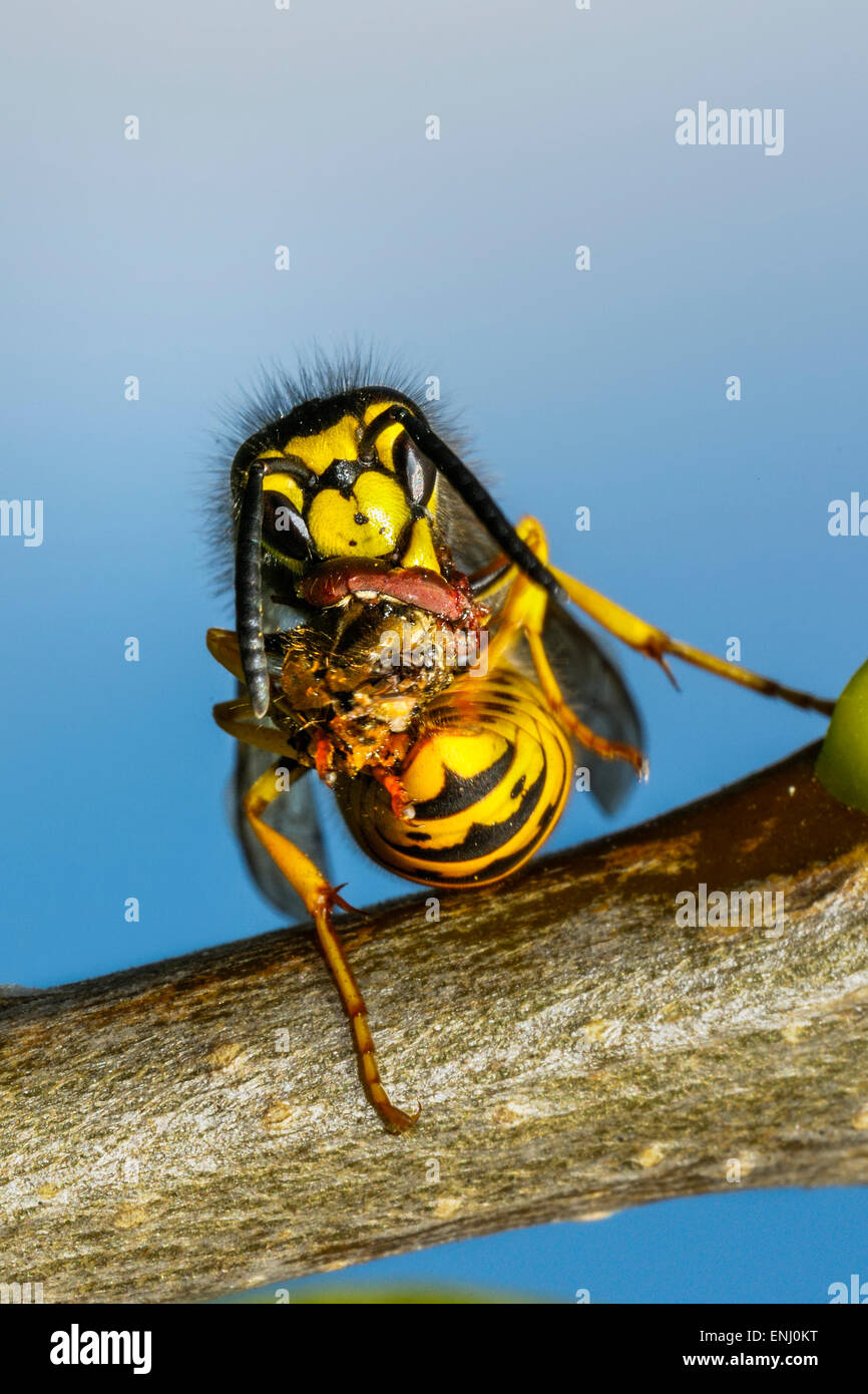 Deutsche Wespe Vespula germanica Stockfoto