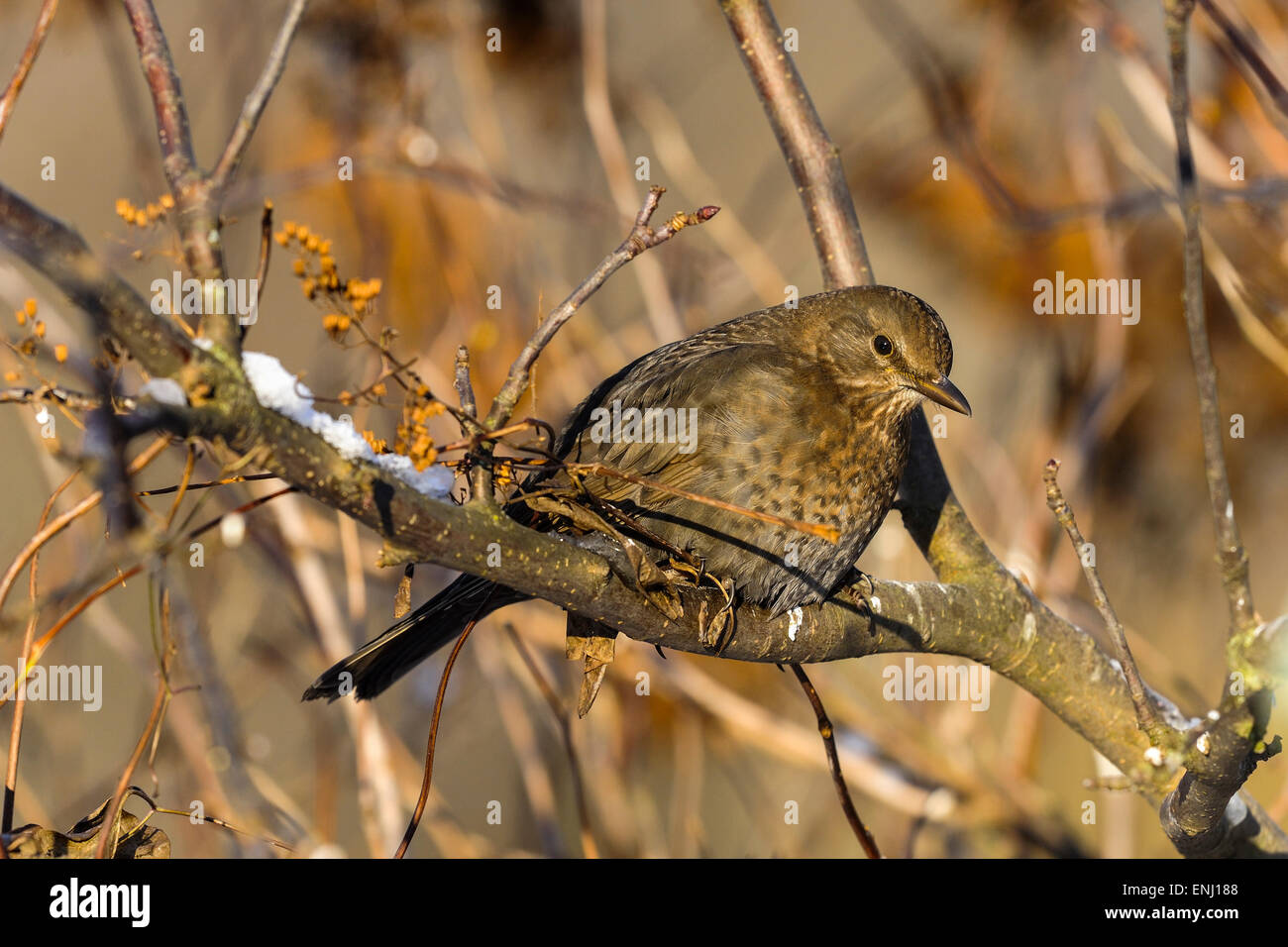 Turdus Merula, Amsel Stockfoto