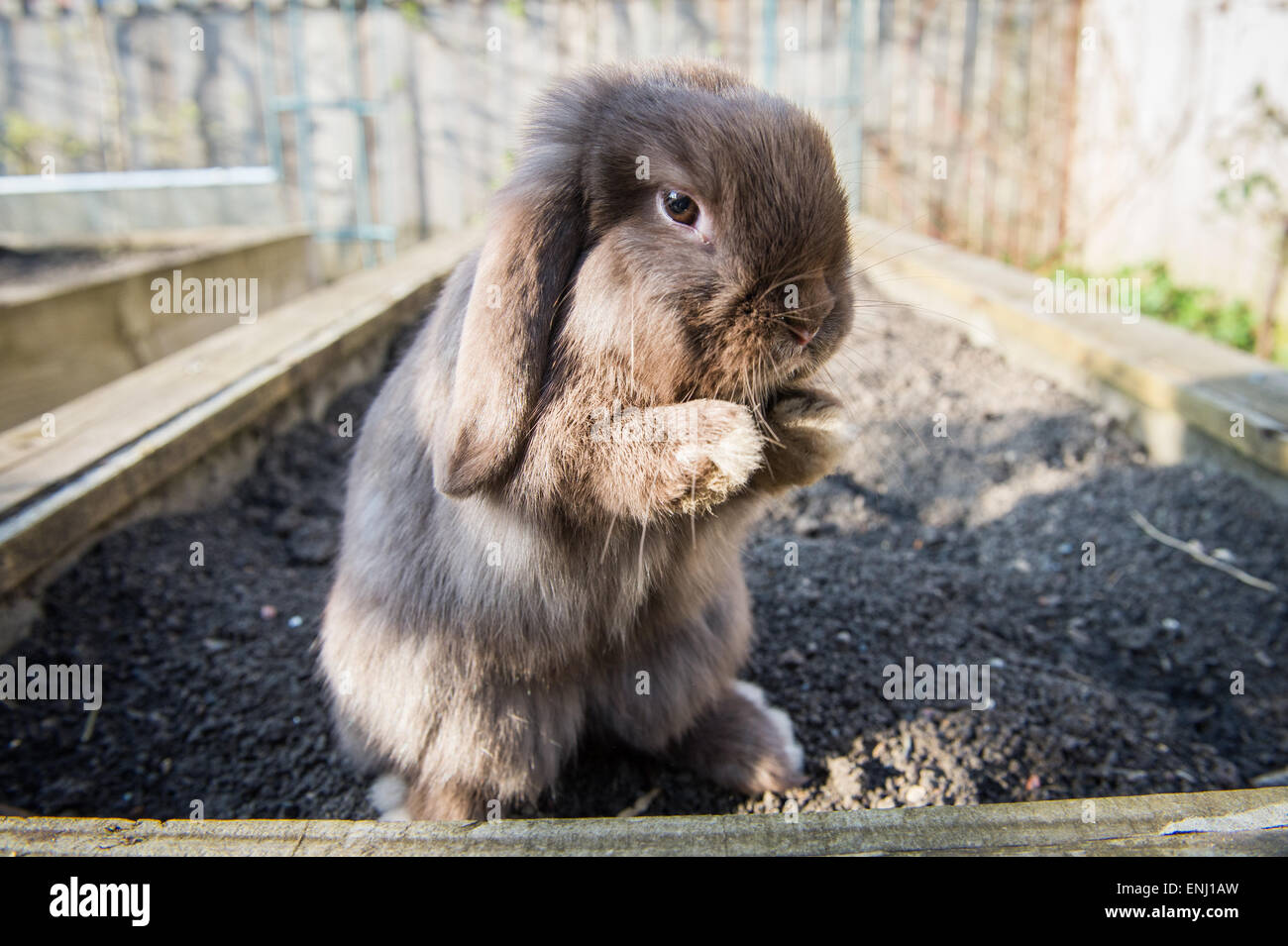 Hase Kaninchen Stockfoto