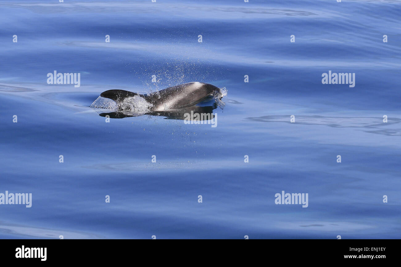 Weißen Schnabel Dolphin Stockfoto