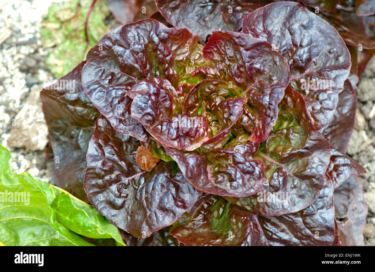 Anbau von rotem salat -Fotos und -Bildmaterial in hoher Auflösung – Alamy
