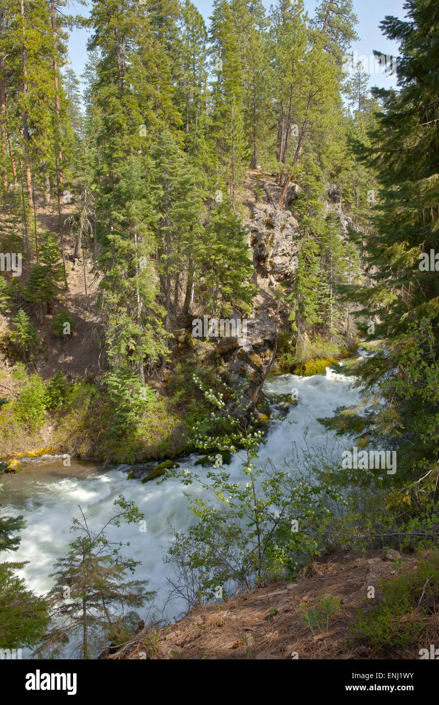 Rauschenden Fluss in Zentral-Oregon-Wald. Stockfoto