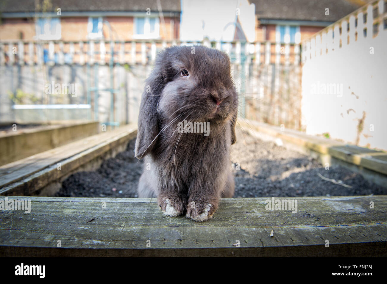 Hase Kaninchen Stockfoto
