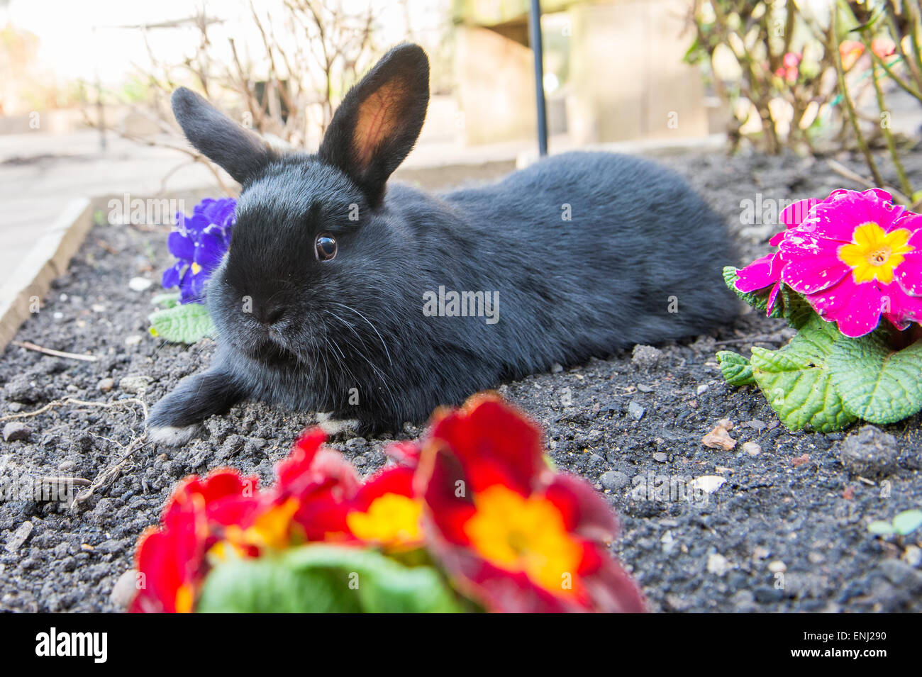 Hase Kaninchen Stockfoto