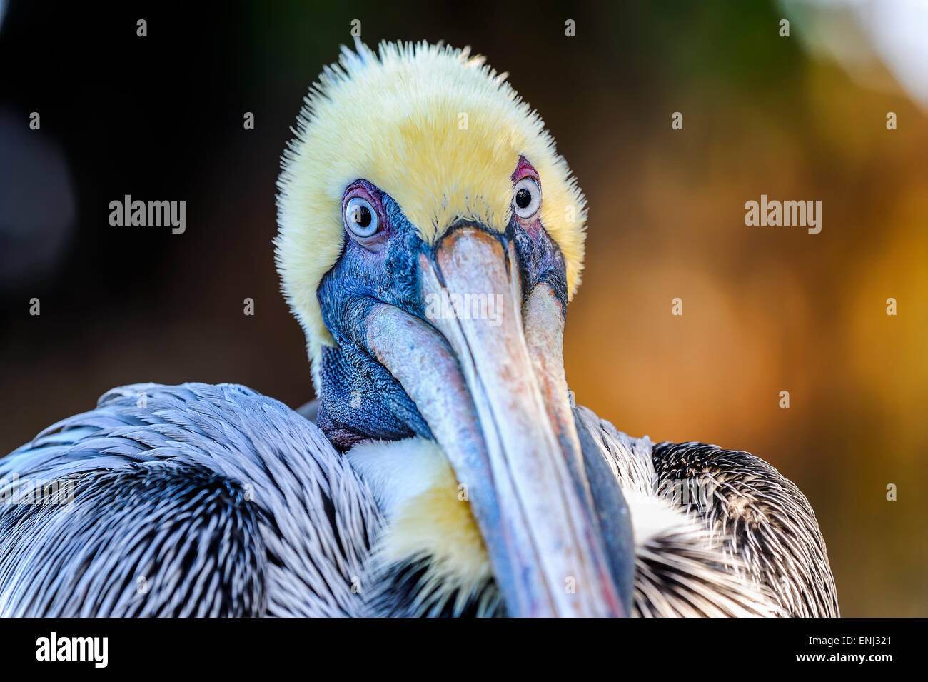 brauner Pelikan, Pelecanus occidentalis Stockfoto