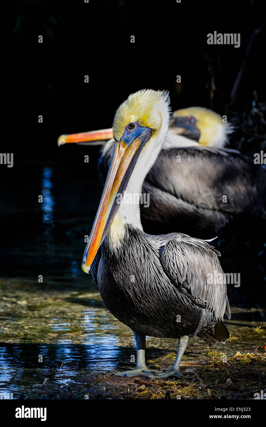 brauner Pelikan, Pelecanus occidentalis Stockfoto