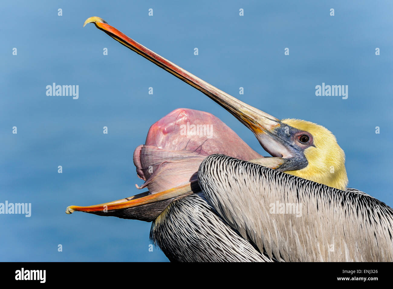brauner Pelikan, Pelecanus occidentalis Stockfoto