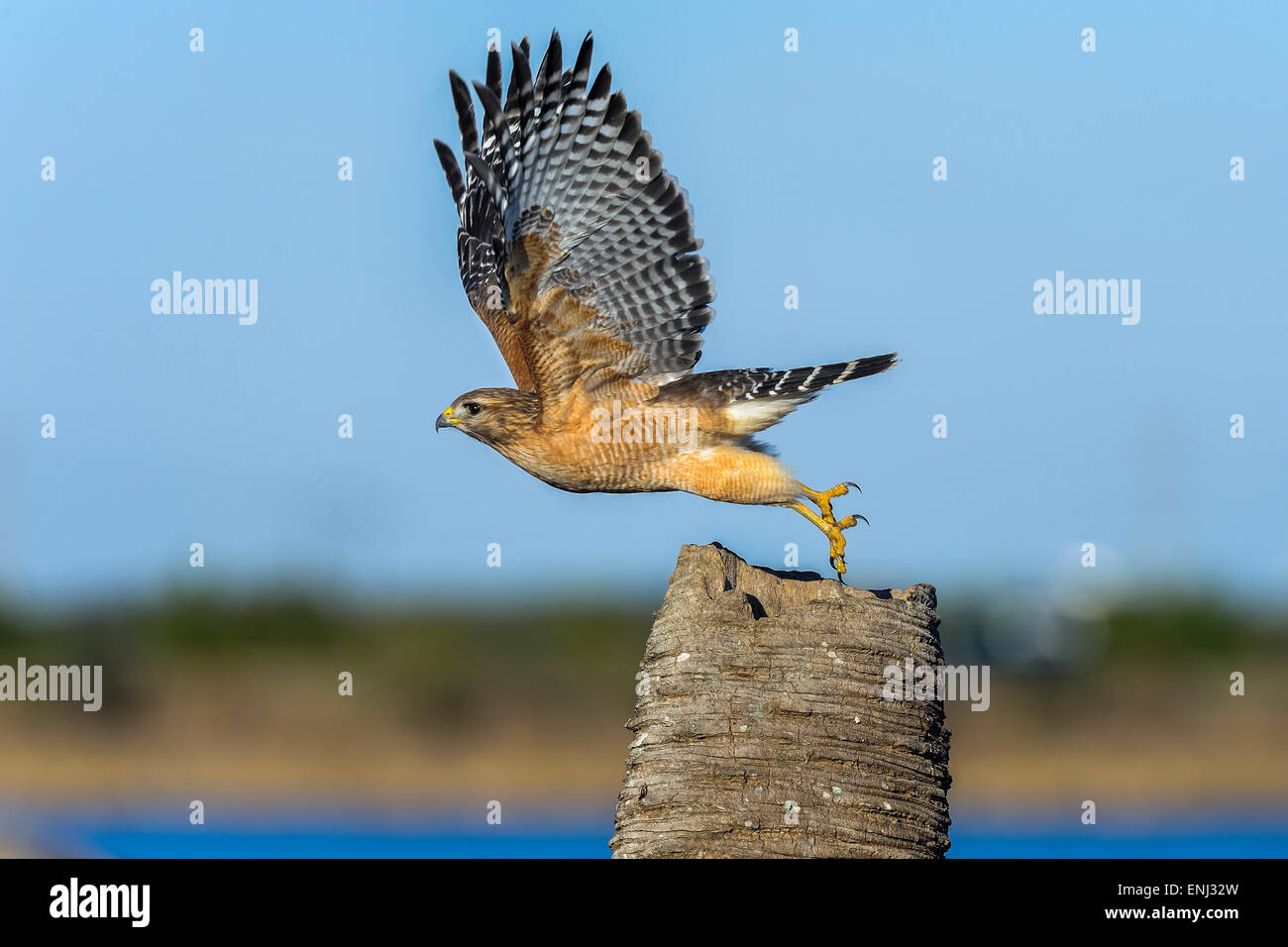 Buteo Lineatus, rot-geschultert Habicht Stockfoto