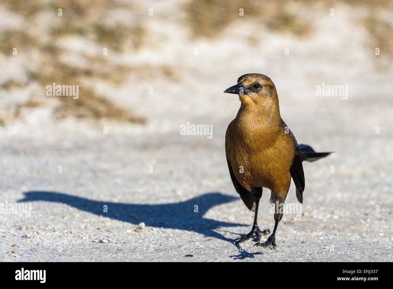 Boot-angebundene Grackle, Quiscalus großen Stockfoto