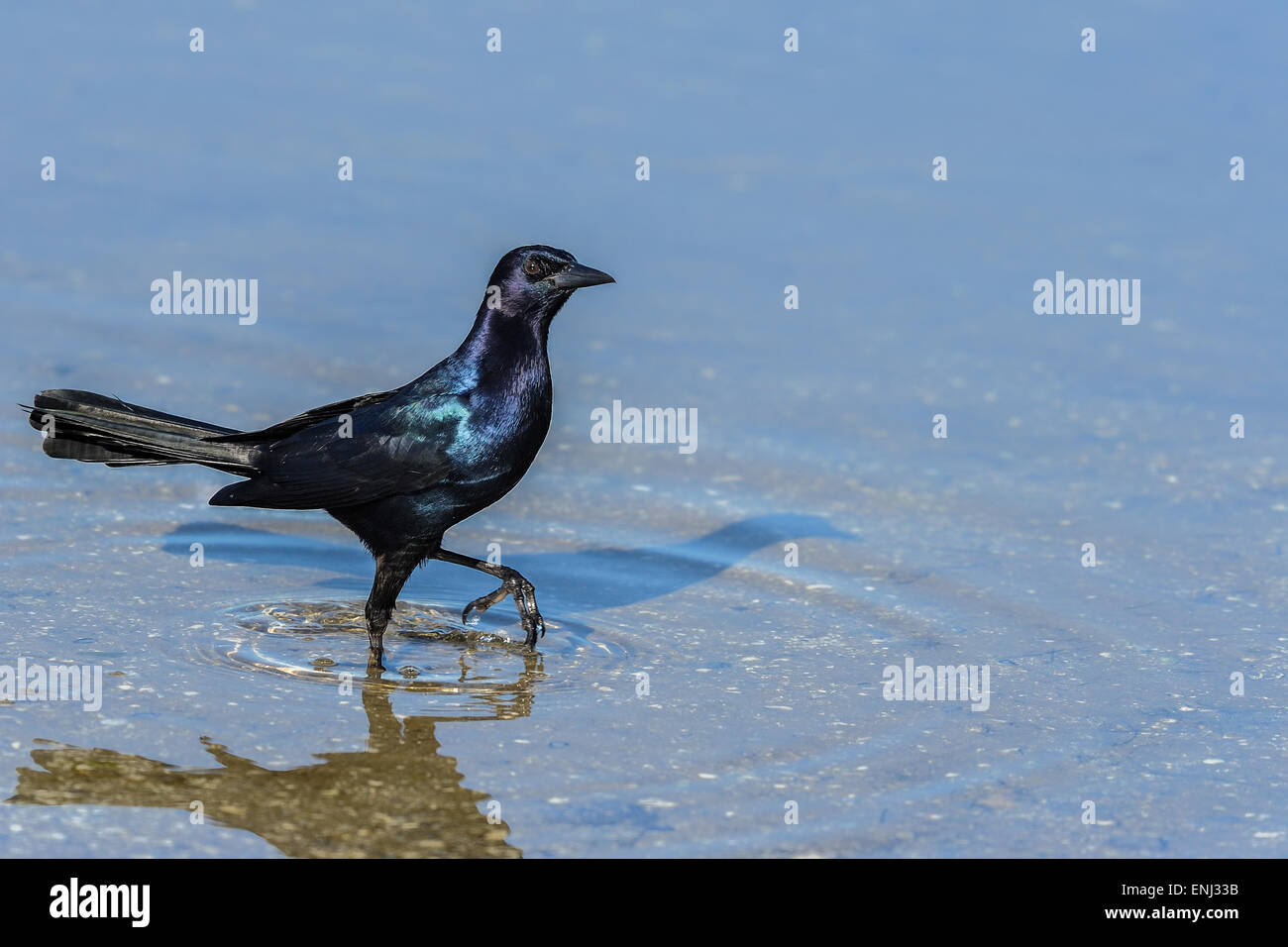 Boot-angebundene Grackle, Quiscalus großen Stockfoto