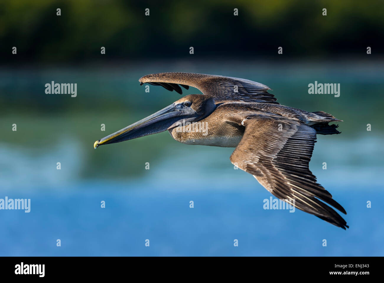 brauner Pelikan, Pelecanus occidentalis Stockfoto