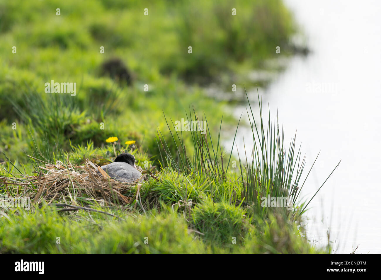 Eurasische Blässhuhn im Nest am Boden Stockfoto