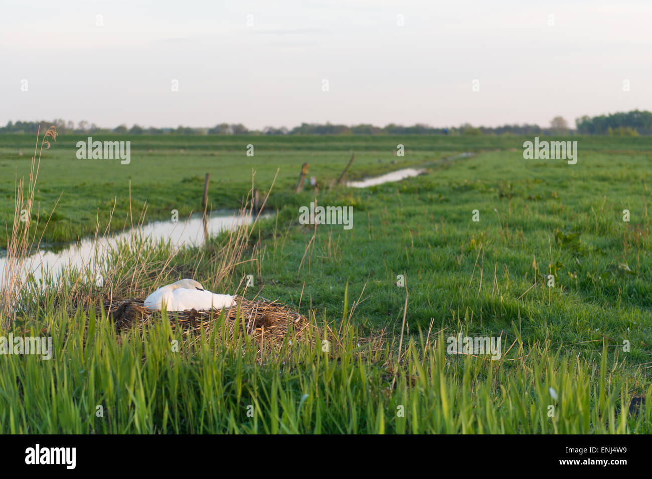 Weiße Höckerschwan auf Nest im Polder Arkemheen Stockfoto