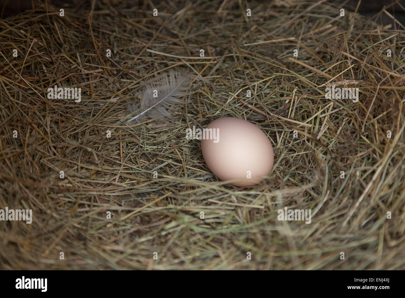 Frisch Ei gelegt Stockfoto