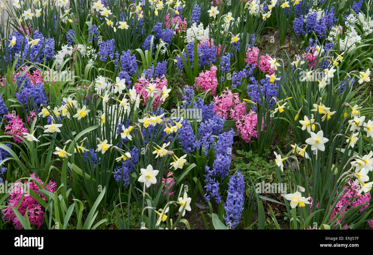 Duft-Gartenblumen in RHS Harlow Carr Gardens, Harrogate, England Stockfoto