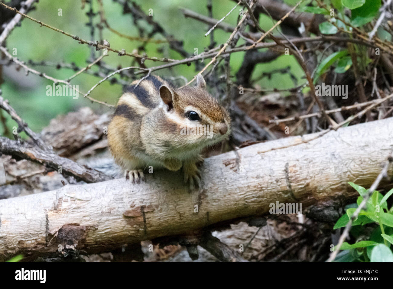 Ein Streifenhörnchen in Arschan, Russland Stockfoto